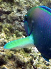 Chlorurus troschelii