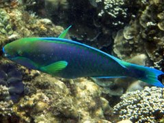 Chlorurus troschelii