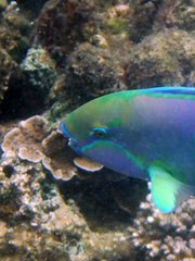 Chlorurus troschelii