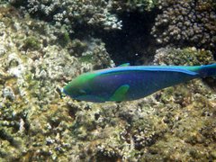 Chlorurus troschelii