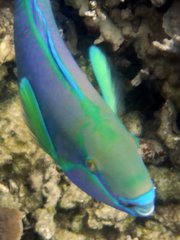 Chlorurus troschelii