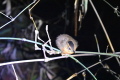 Pellorneum capistratum