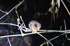 Pellorneum capistratum