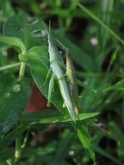 Atractomorpha similis