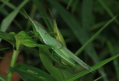 Atractomorpha similis