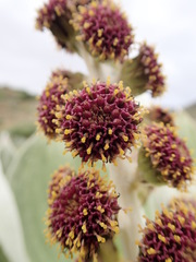 Pleurophyllum hookeri