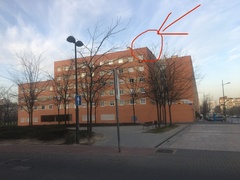 Alectoris rufa