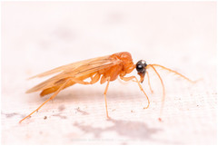 Plumariidae
