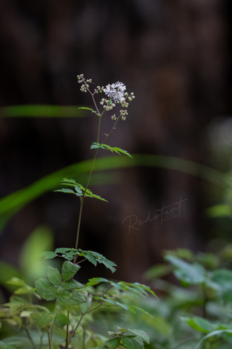 Thalictrum uncinulatum