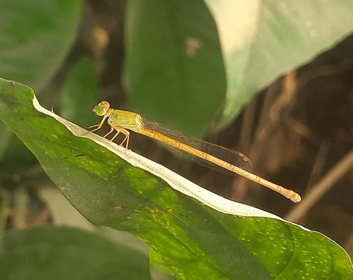 Coromandel Marsh Dart