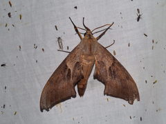Coequosa australasiae