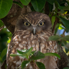 Ninox boobook boobook