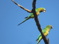 Eupsittula cactorum