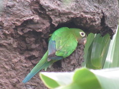 Eupsittula cactorum
