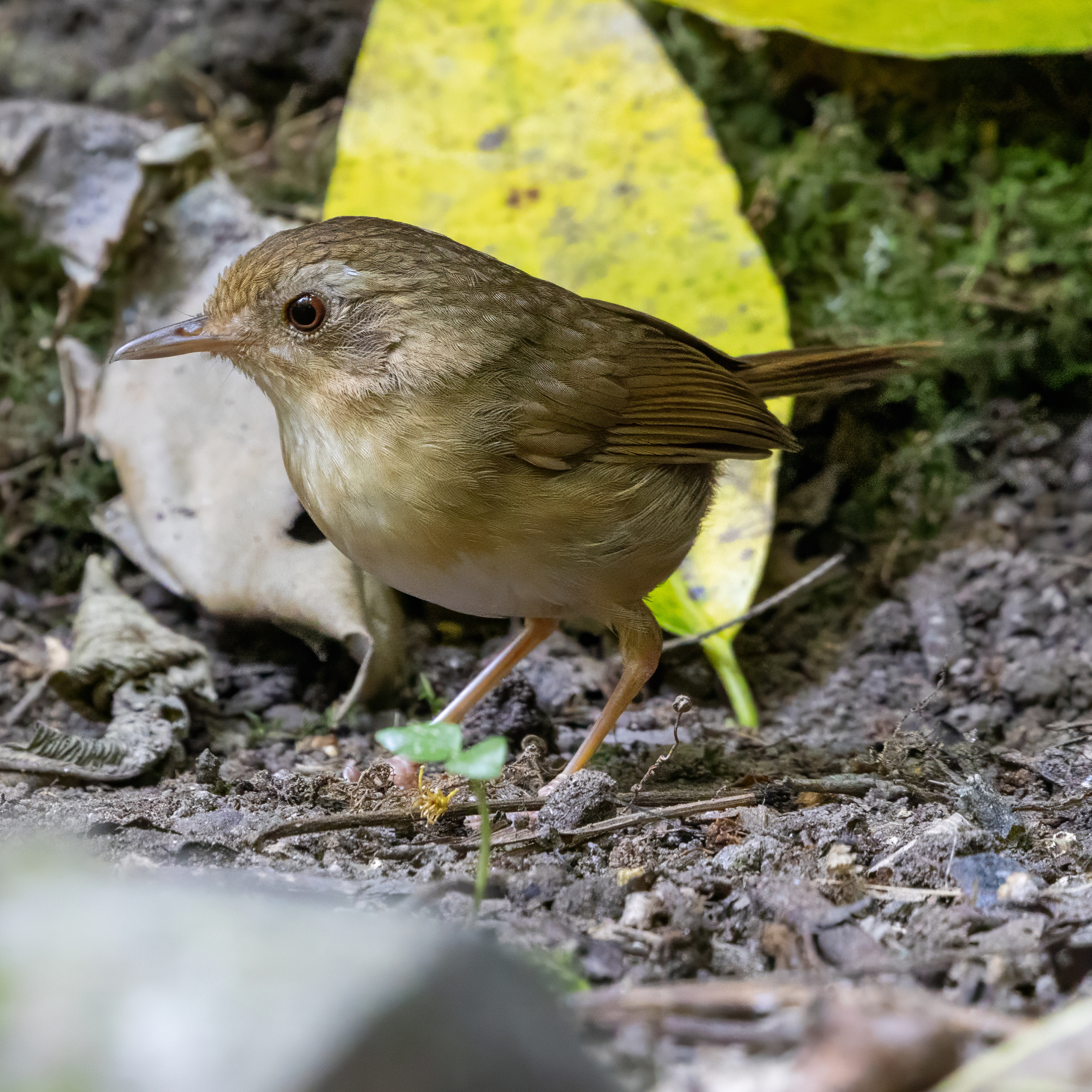 Buff-breasted Babbler (Pellorneum tickelli), photo 4