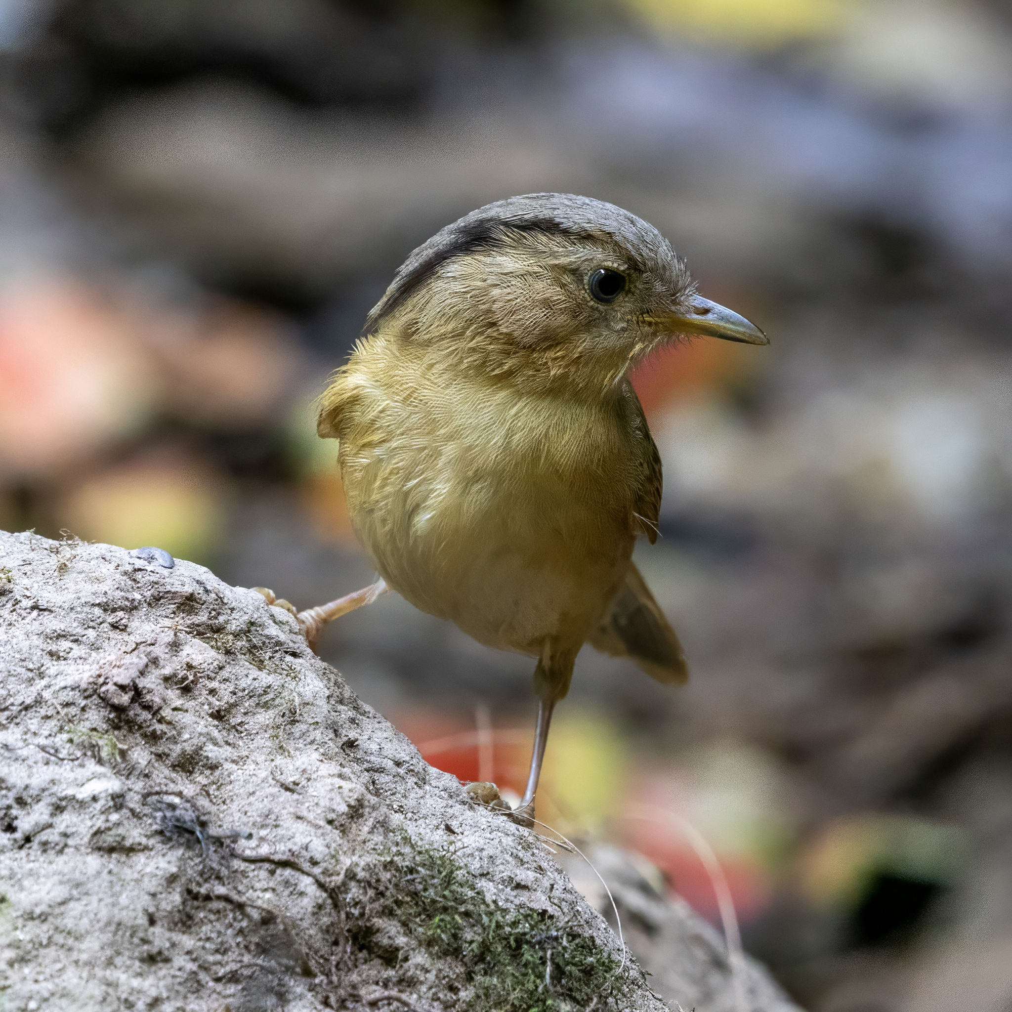 Brown-cheeked Fulvetta (Alcippe poioicephala), photo 6