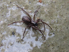 Xeropigo tridentiger