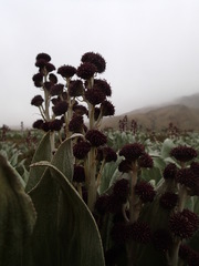 Pleurophyllum hookeri