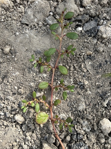 Trianthema portulacastrum observed 2026-03-10