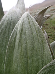 Pleurophyllum hookeri