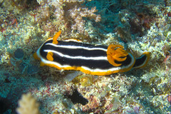 Chromodoris africana