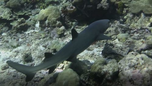 Whitetip Reef Shark