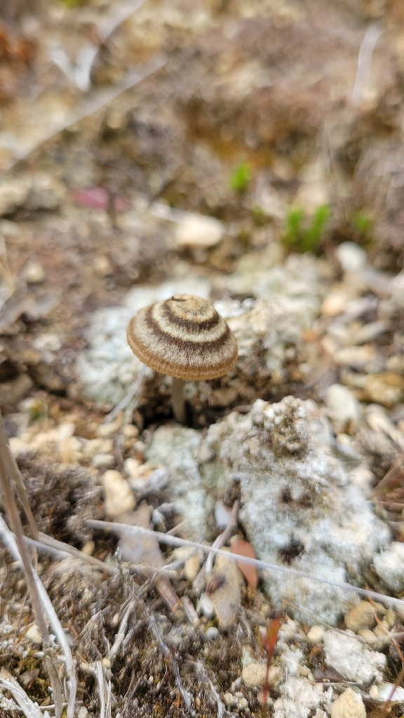 Entoloma perzonatum · March 2026 · photo: © rvennell (iNaturalist, cc-by)