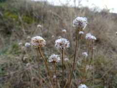 Armeria maritima elongata
