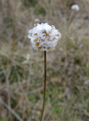 Armeria maritima elongata