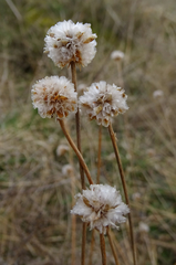 Armeria maritima elongata