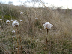 Armeria maritima elongata