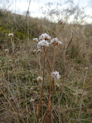 Armeria maritima elongata