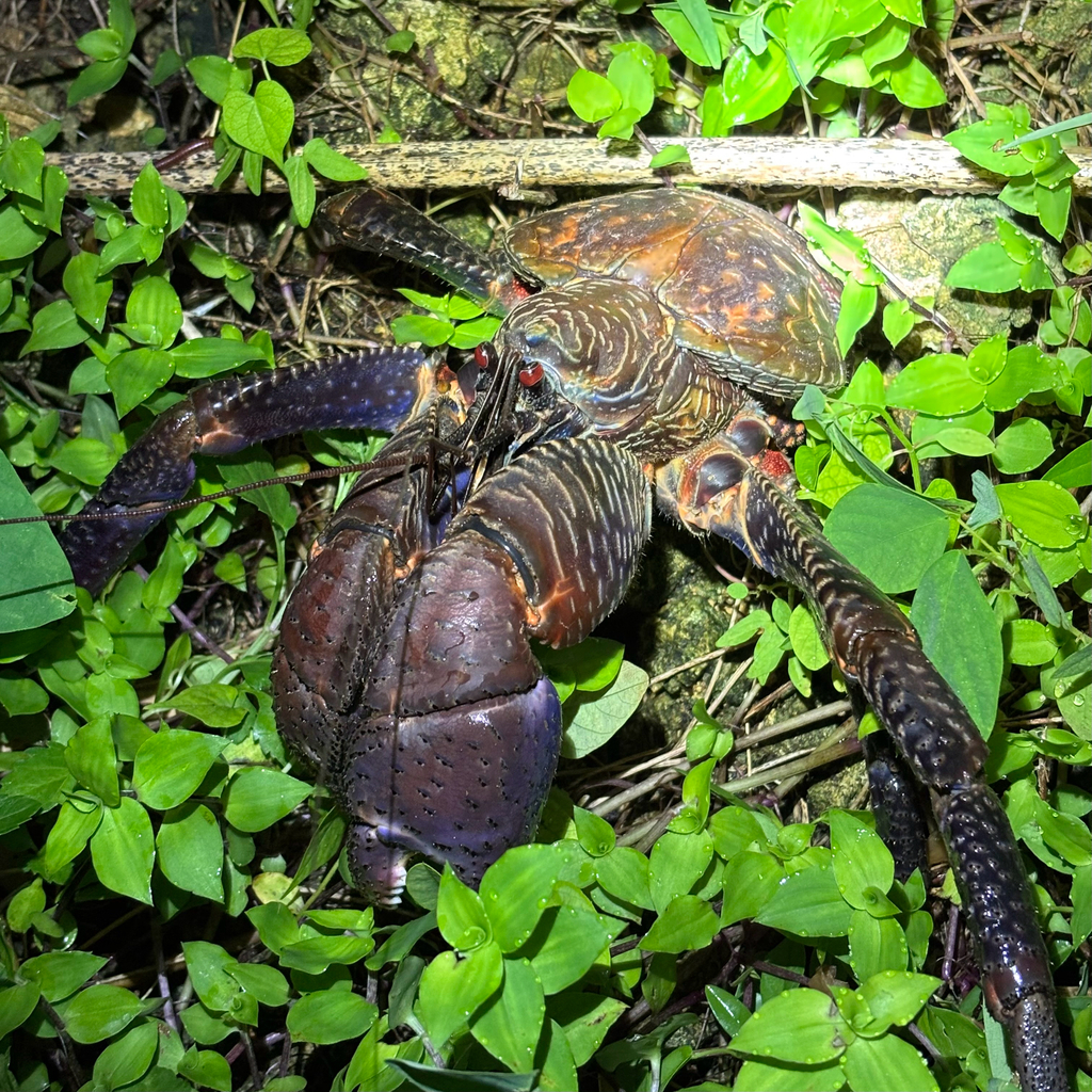 Robber crab among green ground plants at night, with a patterned shell and long legs