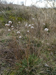 Armeria maritima elongata