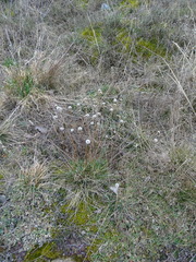 Armeria maritima elongata