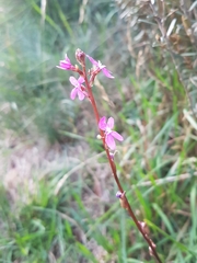 Stylidium montanum