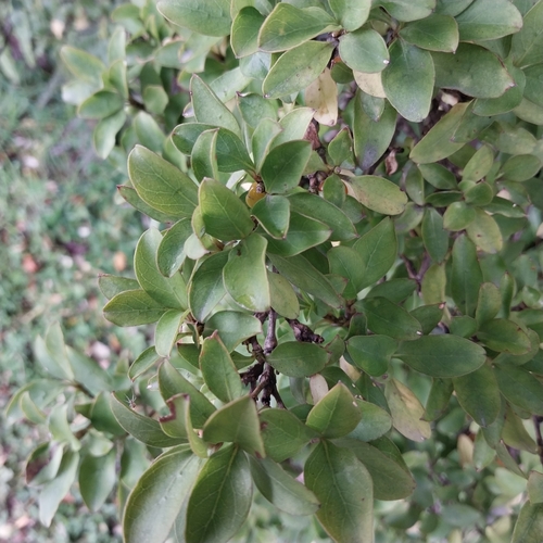 Coprosma foetidissima observed 2026-02-23