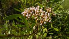 Tessaria dodonaeifolia
