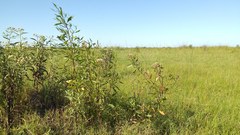 Tessaria dodonaeifolia