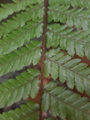 Dicksonia squarrosa