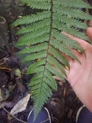 Dicksonia squarrosa