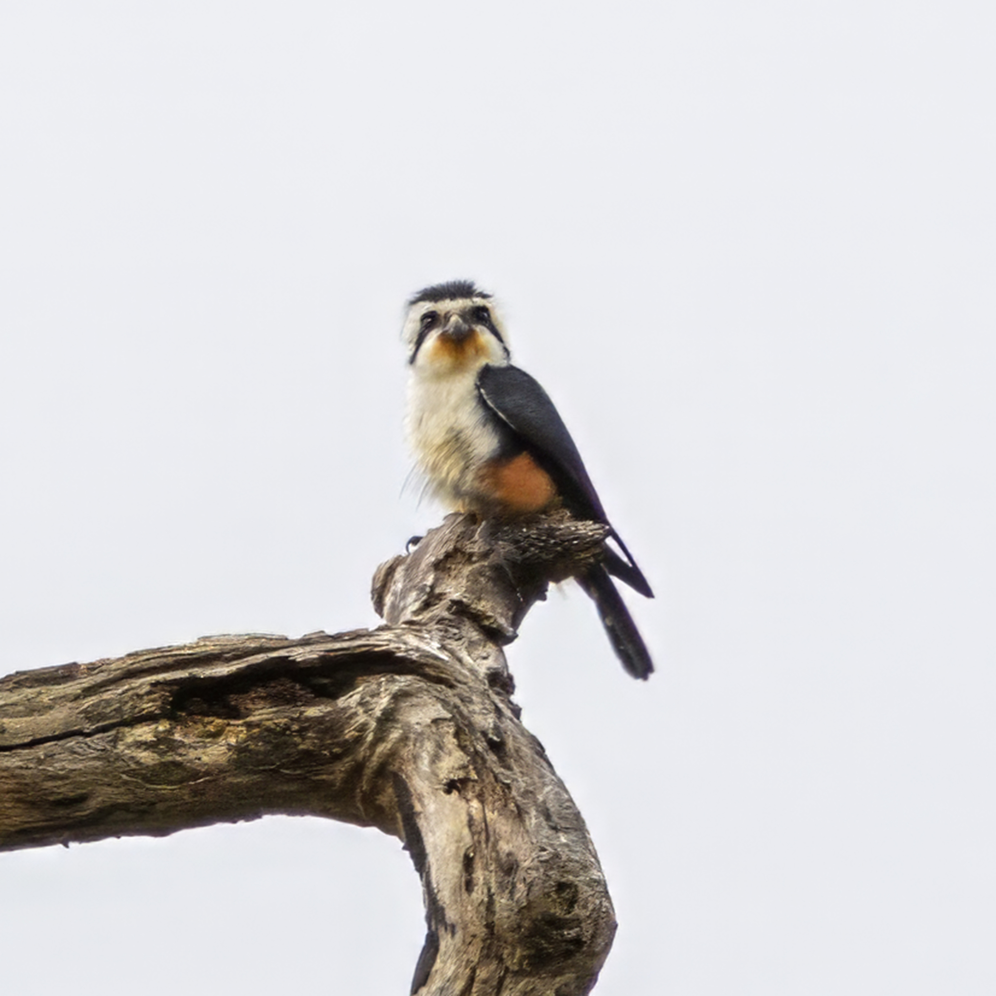 Collared Falconet (Microhierax caerulescens), photo 1