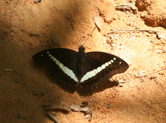 Euthalia recta monilis