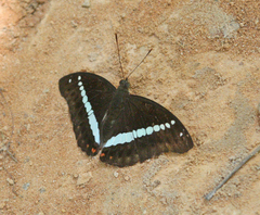 Euthalia recta monilis