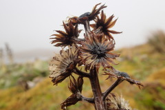 Pleurophyllum hookeri