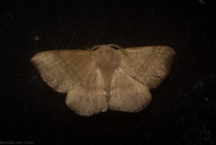 Panacela syntropha
