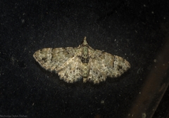 Chloroclystis guttifera