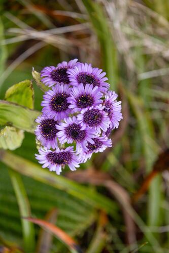 Pleurophyllum speciosum observed 2026-02-03