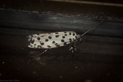 Ethmia clytodoxa