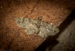 Chloroclystis guttifera
